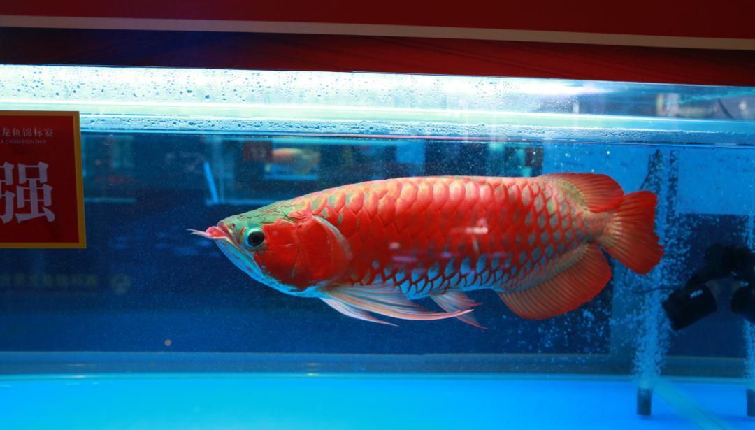 紅龍魚最佳觀賞期：紅龍魚最佳觀賞期為1.5年至2年之間開始性成熟
