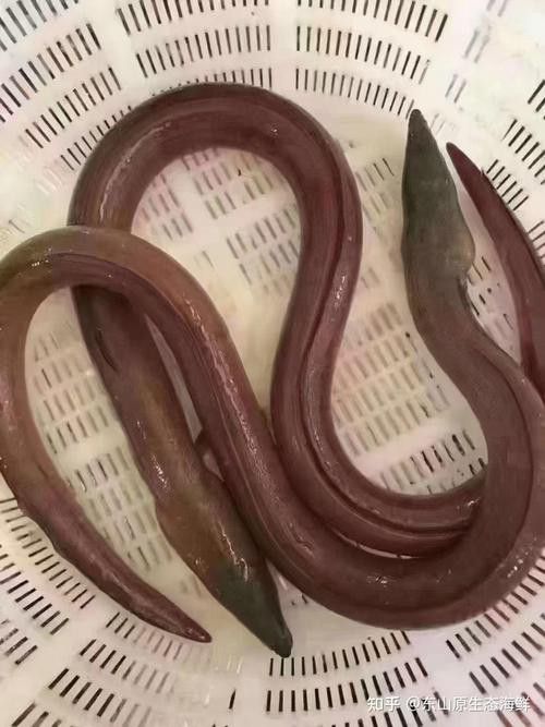 淡水土龍魚圖片大全
