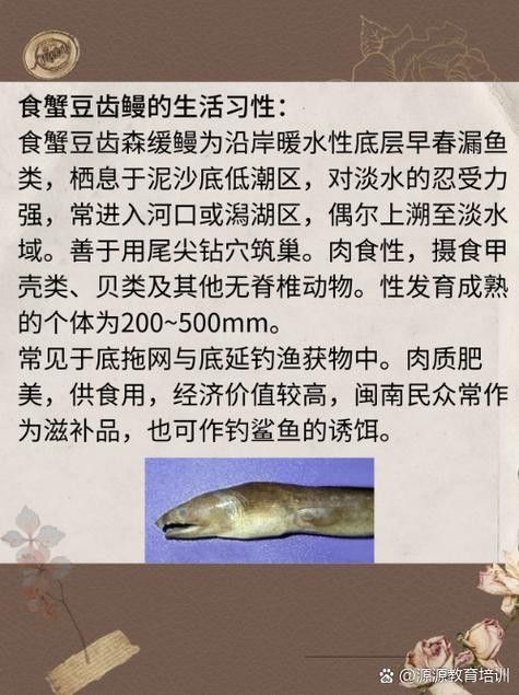 淡水土龍魚圖片大全