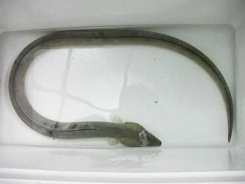 淡水土龍魚圖片大全
