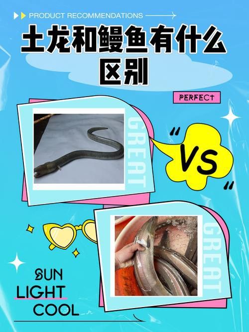 淡水土龍魚圖片大全