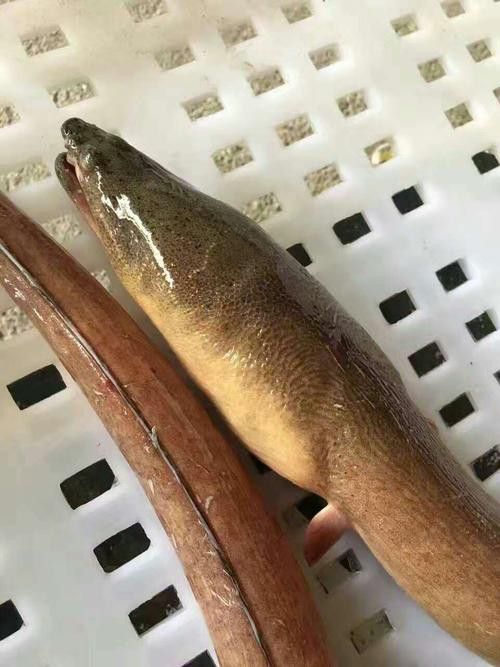 淡水土龍魚圖片大全