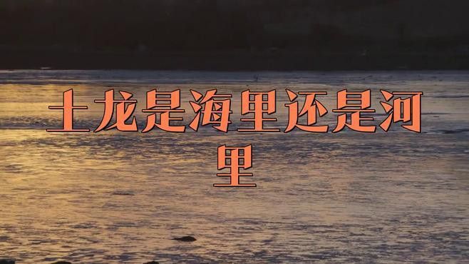 淡水土龍魚圖片大全