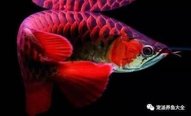 龍魚吉祥物：龍魚吉祥物的主要寓意和象征