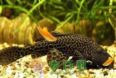 龍魚吃魚食嗎會(huì)死嗎為什么：龍魚吃魚食會(huì)死嗎