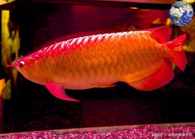 印尼超血紅龍魚和橙紅龍：印尼超血紅龍魚和橙紅龍在外觀、價格和發色上都有所區別