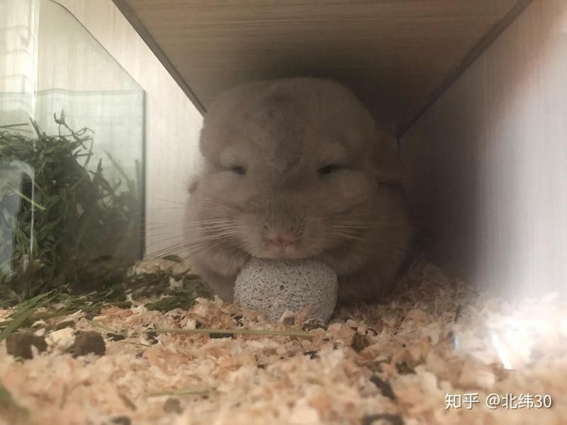 龍貓糞便多久清理一次合適？