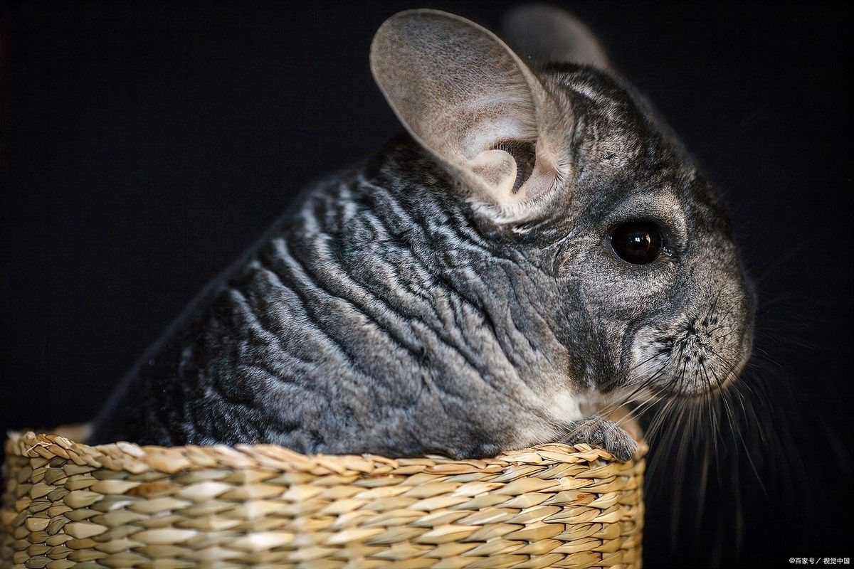 龍貓糞便多久清理一次合適？