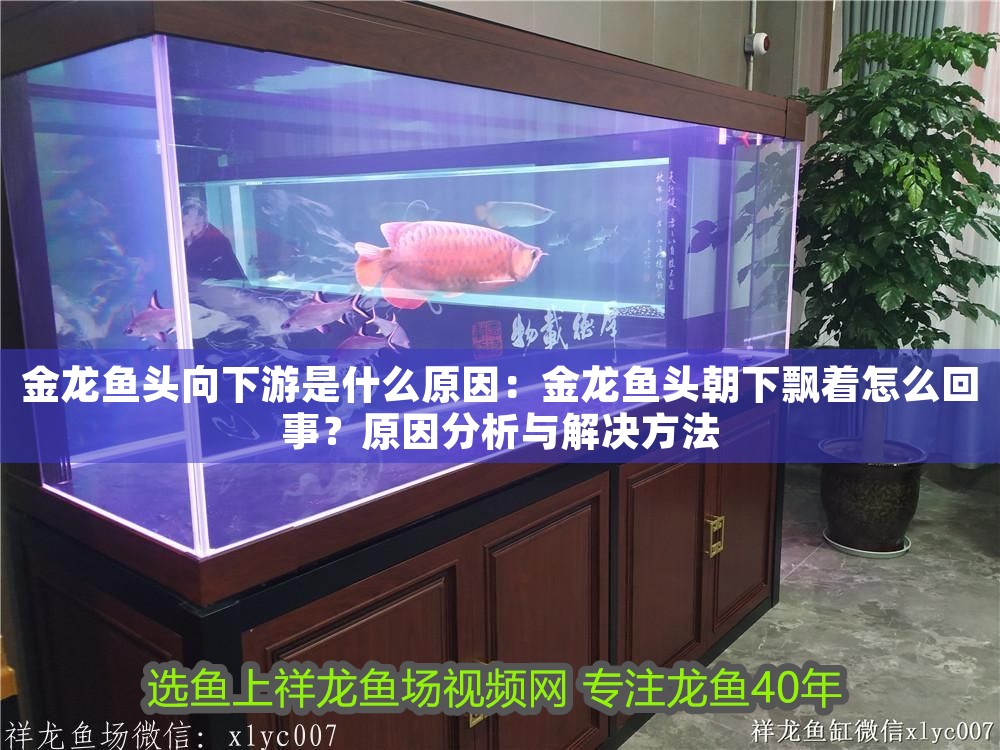 金龍魚頭向下游是什么原因：金龍魚頭朝下飄著怎么回事？原因分析與解決方法