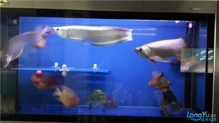 40寬度的魚缸養龍魚：40厘米寬度的魚缸可以短期飼養龍魚，但可能會導致以下問題