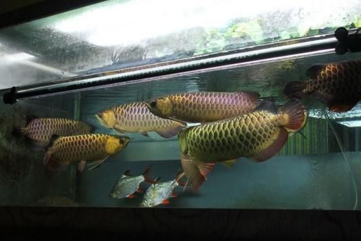 如何去除自來水中對龍魚有害的物質：去除自來水中對龍魚有害物質的方法