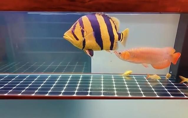 和紅龍魚混養的有哪些魚圖片大全集