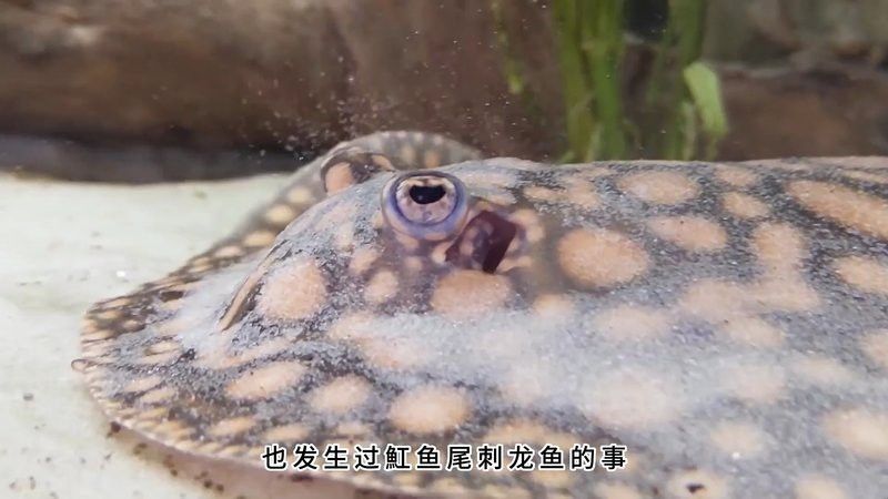 和紅龍魚混養的有哪些魚圖片大全集
