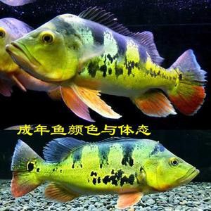 和紅龍魚混養的有哪些魚圖片大全集