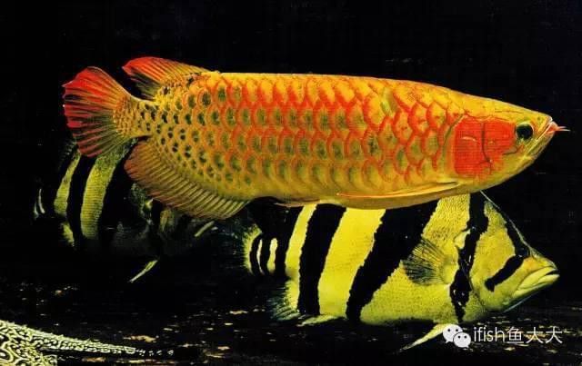 和紅龍魚混養的有哪些魚圖片大全集