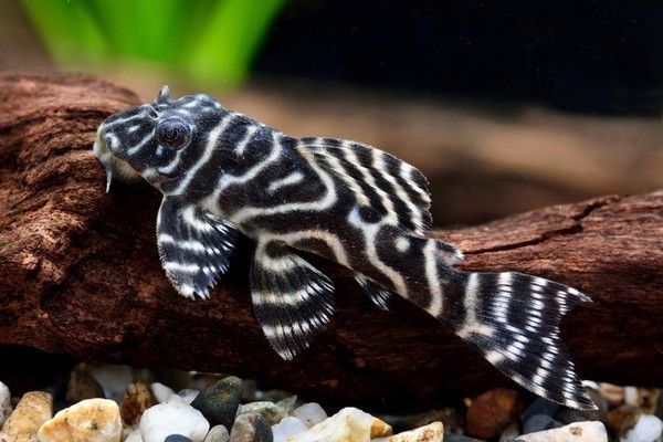 帝王迷宮魚紋路的遺傳規律（帝王迷宮魚紋路的基因定位）