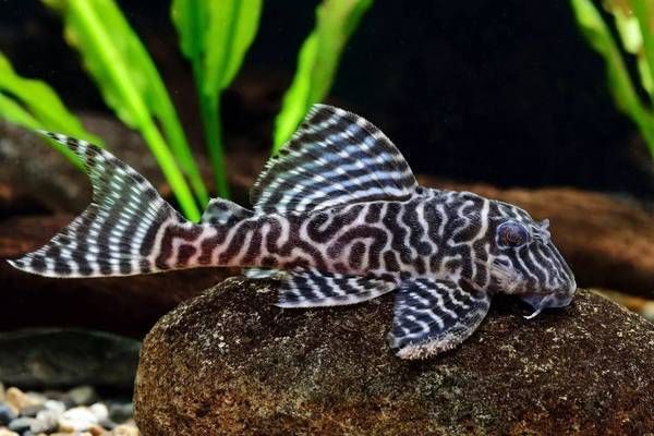帝王迷宮魚紋路的遺傳規律（帝王迷宮魚紋路的基因定位）