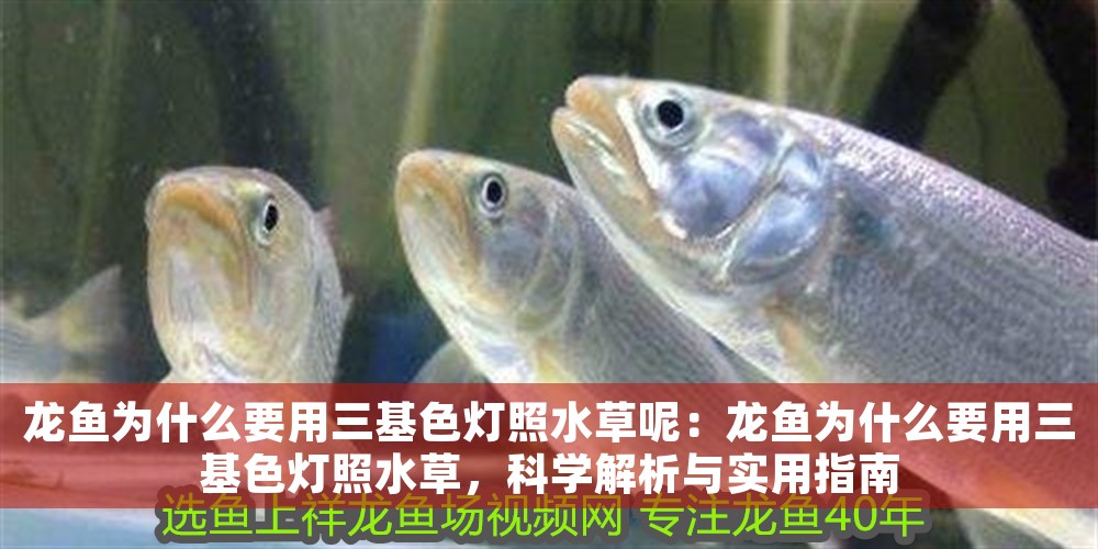 龍魚為什么要用三基色燈照水草呢：龍魚為什么要用三基色燈照水草，科學解析與實用指南