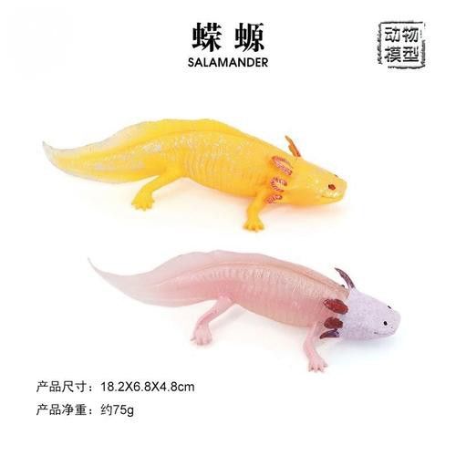 六角恐龍魚的圖片大全 龍魚百科 第9張 六角恐龍魚的圖片大全 六角恐龍魚的圖片大全 龍魚百科 第9張