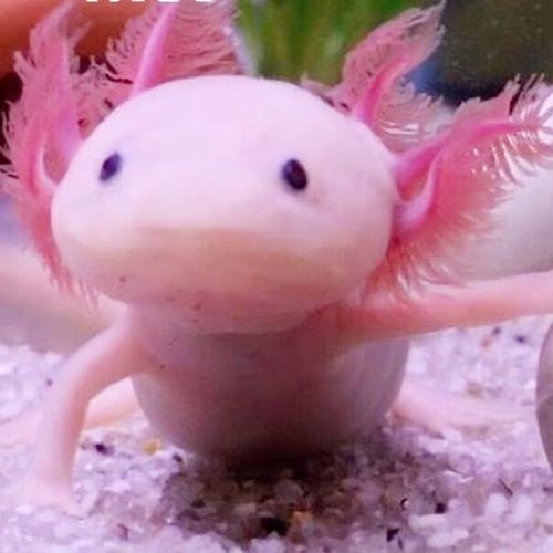 六角恐龍魚的圖片大全 龍魚百科 第6張 六角恐龍魚的圖片大全 六角恐龍魚的圖片大全 龍魚百科 第6張