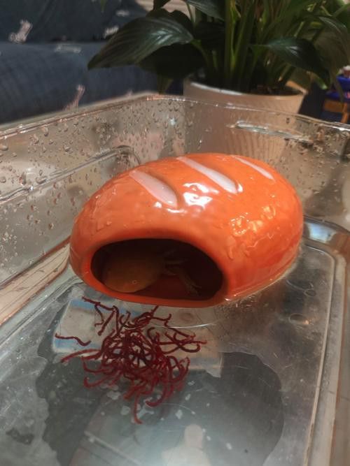 六角恐龍魚的圖片大全 龍魚百科 第11張 六角恐龍魚的圖片大全 六角恐龍魚的圖片大全 龍魚百科 第11張