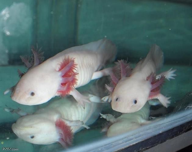 六角恐龍魚的圖片大全 龍魚百科 第14張 六角恐龍魚的圖片大全 六角恐龍魚的圖片大全 龍魚百科 第14張