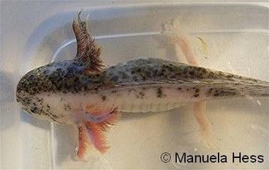 六角恐龍魚的圖片大全 龍魚百科 第20張 六角恐龍魚的圖片大全 六角恐龍魚的圖片大全 龍魚百科 第20張
