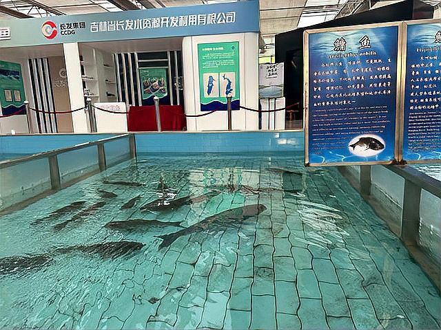 六角恐龍魚的圖片大全 六角恐龍魚的圖片大全 龍魚百科 第27張