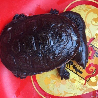 龍魚配什么龜：適合與龍魚混養的龜類