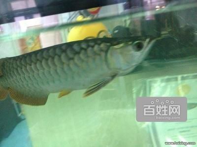 金龍魚30厘米的表現是什么（30厘米的金龍魚在市場上價格是多少？）