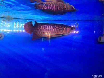 金龍魚30厘米的表現是什么（30厘米的金龍魚在市場上價格是多少？）