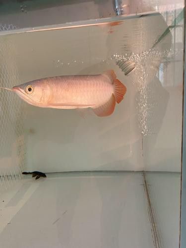印尼小紅龍魚價格走勢圖片最新