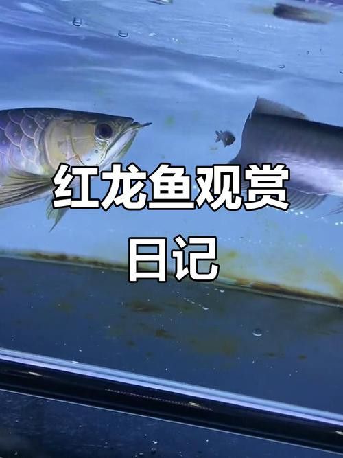 印尼小紅龍魚價格走勢圖片最新