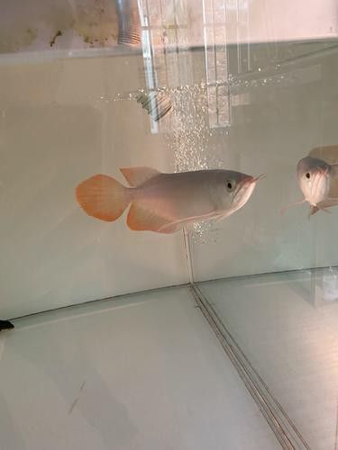 印尼小紅龍魚價格走勢圖片最新
