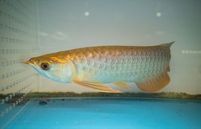 龍魚吃得肚子鼓：龍魚的肚子鼓起可能是由多種原因引起