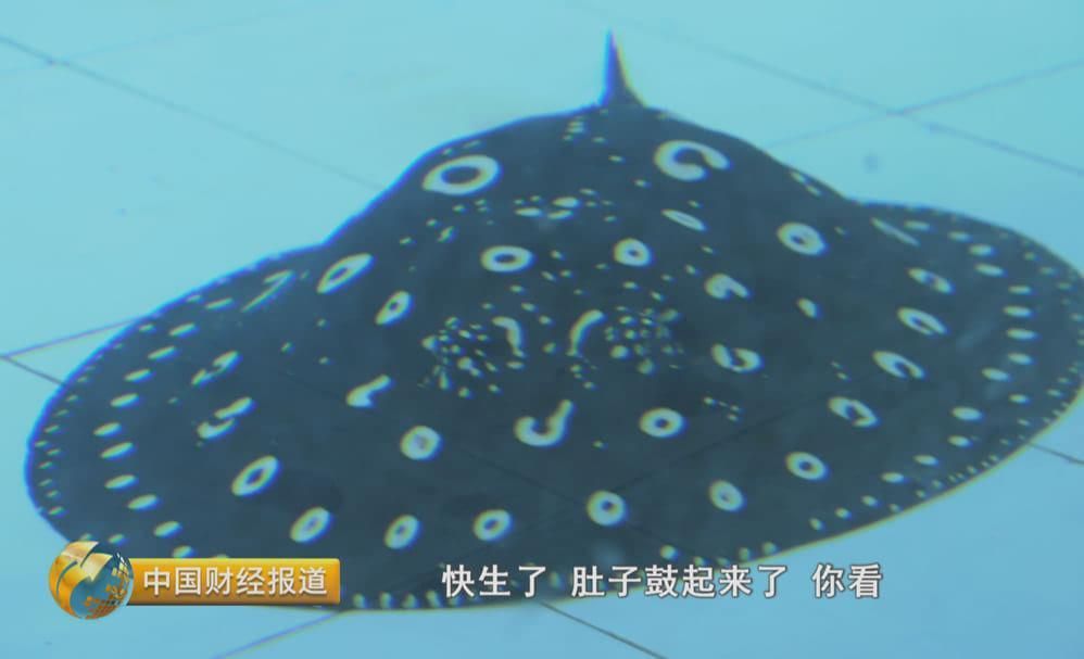 龍魚吃得肚子鼓：龍魚的肚子鼓起可能是由多種原因引起