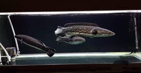 鉛筆魚能不能和金龍魚混養（鉛筆魚與金龍魚混養的具體情況）