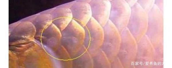 龍魚疾病圖解大全及治療：龍魚常見疾病及其圖解 龍魚疾病圖解大全及治療：龍魚常見疾病及其圖解 龍魚百科 第4張