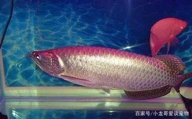 龍魚有哪些本領：關于龍魚的一些詳細本領和特點