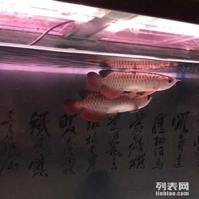 祥龍魚場有限公司地址（“祥龍”命名的魚場或相關(guān)企業(yè)列出了幾個相關(guān)的地址）
