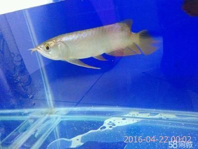 祥龍魚場有限公司地址（“祥龍”命名的魚場或相關(guān)企業(yè)列出了幾個相關(guān)的地址）