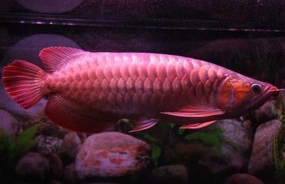 龍魚喂活的小魚需要注意什么：喂養龍魚時，如何選擇合適的小活魚？