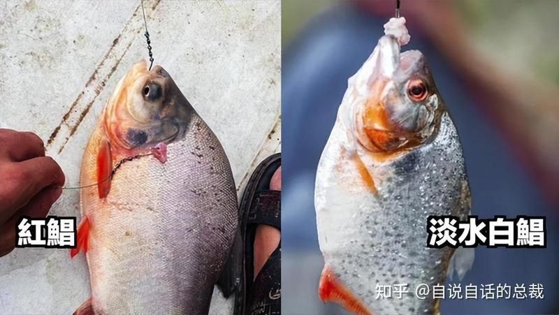 金鰭鯧魚被國家禁養(yǎng)了 金鰭鯧魚被國家禁養(yǎng)了 龍魚百科 第8張