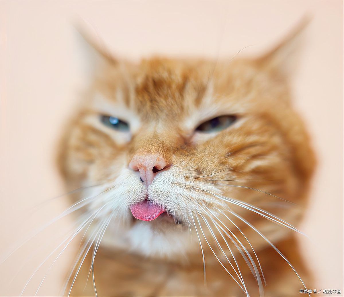 龍貓流口水可能是什么原因