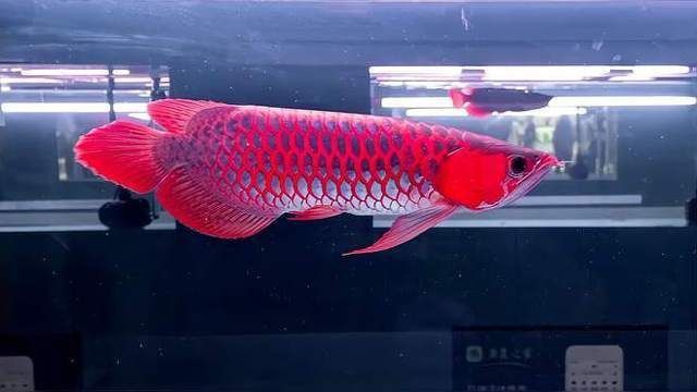 龍魚一條最貴多少錢
