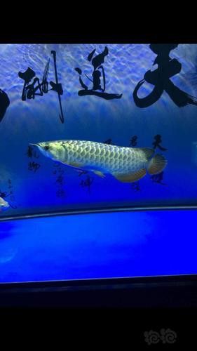 銀龍為什么沒有金龍魚貴呢圖片