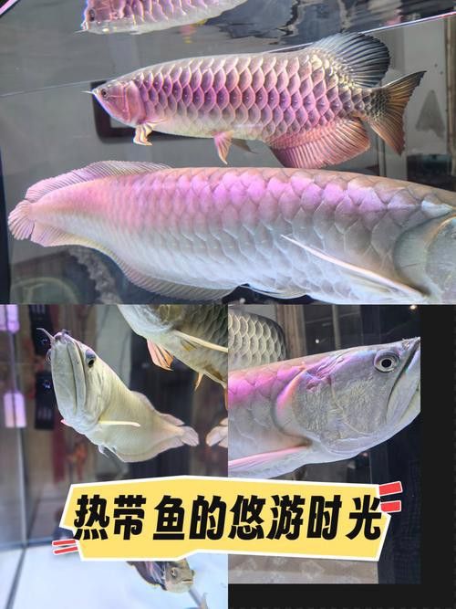 銀龍為什么沒有金龍魚貴呢圖片