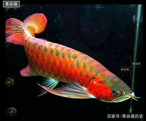 銀龍為什么沒有金龍魚貴呢圖片