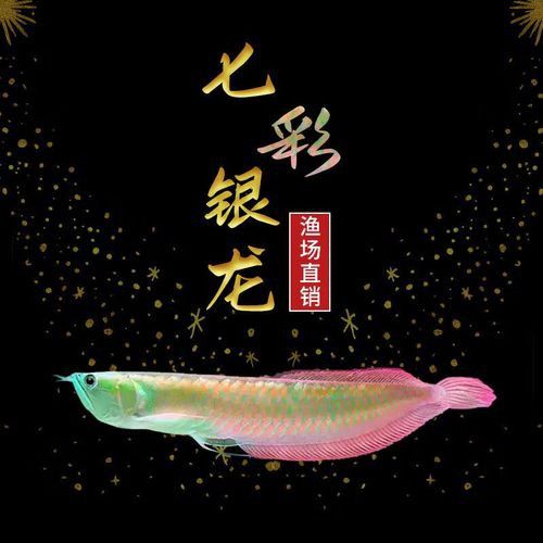 銀龍為什么沒有金龍魚貴呢圖片