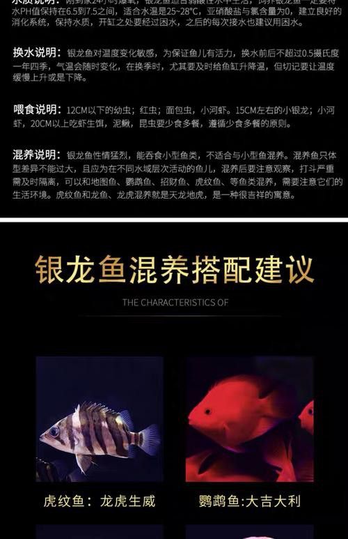 銀龍為什么沒有金龍魚貴呢圖片
